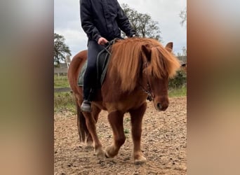 Icelandic Horse, Gelding, 18 years, 13,2 hh, Chestnut-Red