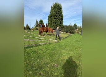 Icelandic Horse, Gelding, 18 years, 13,2 hh, Chestnut-Red
