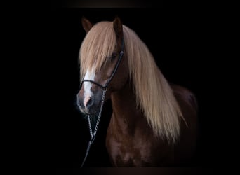 Icelandic Horse, Gelding, 18 years, 14.1 hh, Chestnut-Red