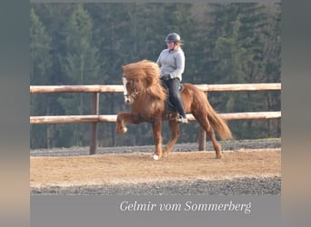 Icelandic Horse, Gelding, 18 years, 14.1 hh, Chestnut-Red