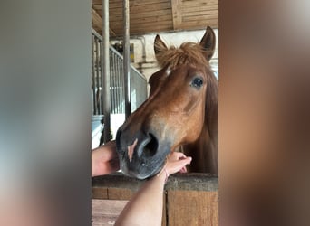 Icelandic Horse, Gelding, 18 years, 14,1 hh, Chestnut-Red