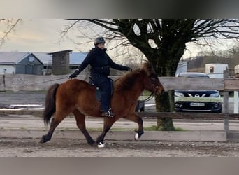 Icelandic Horse, Gelding, 18 years