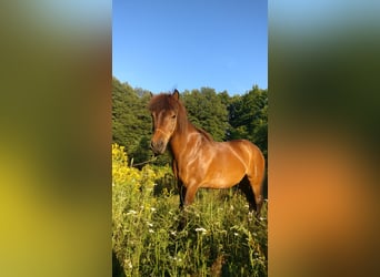 Icelandic Horse, Gelding, 19 years, 13 hh, Brown