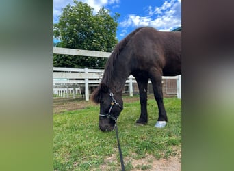 Icelandic Horse, Gelding, 19 years, 14.1 hh, Black