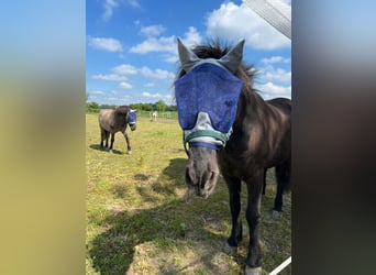 Icelandic Horse, Gelding, 19 years, 14.1 hh, Black