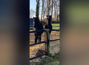 Icelandic Horse, Gelding, 19 years, 14.2 hh, Black