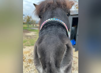 Icelandic Horse, Gelding, 19 years, 14,1 hh, Black