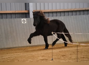 Icelandic Horse, Gelding, 1 year, Black
