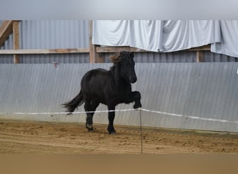 Icelandic Horse, Gelding, 1 year, Black
