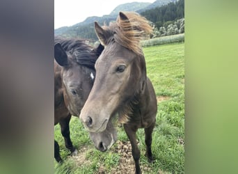 Icelandic Horse, Gelding, 1 year, Brown