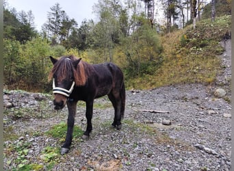 Icelandic Horse Mix, Gelding, 1 year, Brown