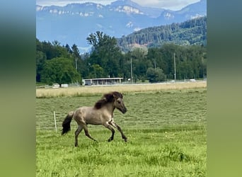 Icelandic Horse, Gelding, 1 year, Dun