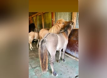 Icelandic Horse, Gelding, 1 year, Dun