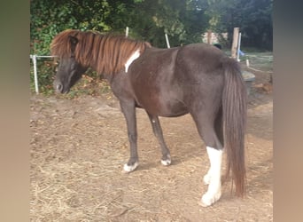 Icelandic Horse, Gelding, 1 year