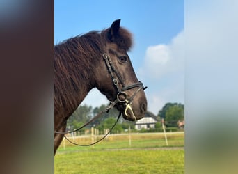 Icelandic Horse, Gelding, 20 years, 13,3 hh, Dun