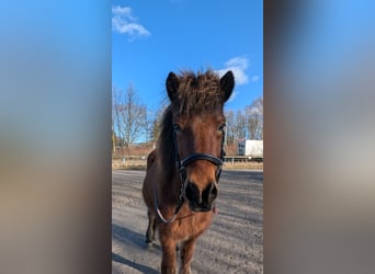 Icelandic Horse, Gelding, 21 years, 13,1 hh, Bay