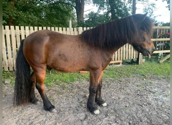 Icelandic Horse, Gelding, 22 years, 13.2 hh, Brown