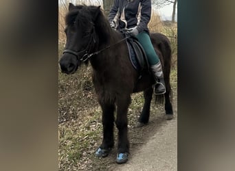 Icelandic Horse, Gelding, 22 years, 13,1 hh, Black