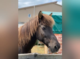 Icelandic Horse, Gelding, 23 years, 13 hh, Smoky-Black