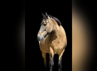 Icelandic Horse, Gelding, 24 years, 13.2 hh, Chestnut