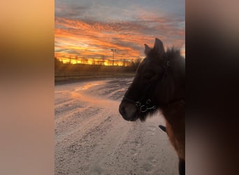 Icelandic Horse, Gelding, 24 years, 13.2 hh, Chestnut