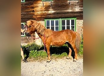 Icelandic Horse Mix, Gelding, 25 years, 11,2 hh, Chestnut-Red