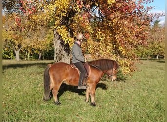 Icelandic Horse, Gelding, 25 years, 13.1 hh, Brown