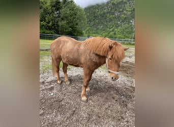 Icelandic Horse, Gelding, 25 years, Chestnut-Red