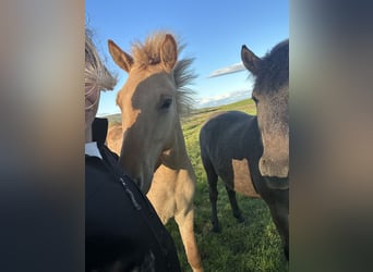 Icelandic Horse, Gelding, 2 years, 13.1 hh, Red Dun