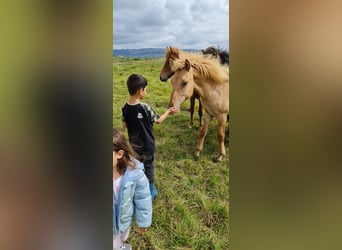Icelandic Horse, Gelding, 2 years, 13.1 hh, Red Dun