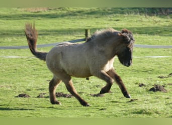 Icelandic Horse, Gelding, 2 years, 13.2 hh, Dun