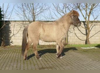 Icelandic Horse, Gelding, 2 years, 13.2 hh, Dun