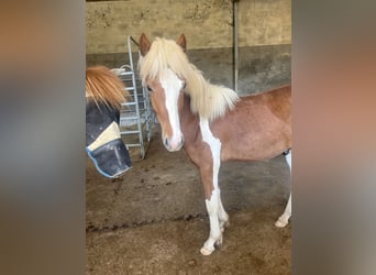 Icelandic Horse, Gelding, 2 years, 13,2 hh, Tobiano-all-colors