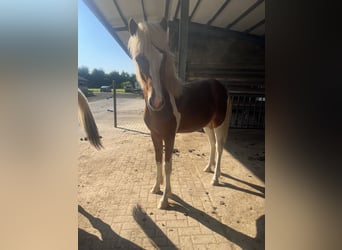 Icelandic Horse, Gelding, 2 years, 13,2 hh, Tobiano-all-colors