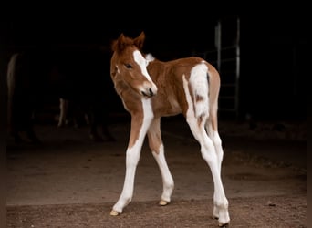 Icelandic Horse, Gelding, 2 years, 13,2 hh, Tobiano-all-colors