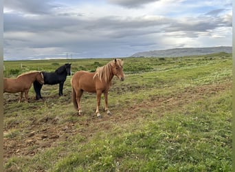 Icelandic Horse, Gelding, 2 years, 13 hh, Chestnut