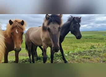 Icelandic Horse, Gelding, 2 years, 13 hh, Chestnut