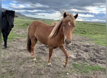 Icelandic Horse, Gelding, 2 years, 13 hh, Chestnut