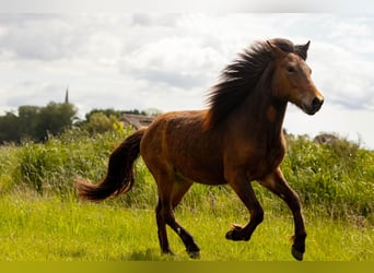 Icelandic Horse, Gelding, 2 years, 13,3 hh, Brown