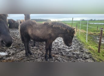 Icelandic Horse, Gelding, 2 years, 14,1 hh