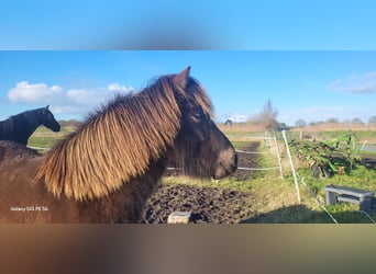 Icelandic Horse, Gelding, 2 years, 14,1 hh