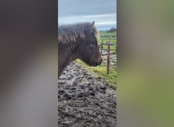 Icelandic Horse, Gelding, 2 years, 14,1 hh