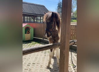 Icelandic Horse, Gelding, 2 years, 14.2 hh, Pinto