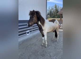 Icelandic Horse, Gelding, 2 years, 14.2 hh, Pinto