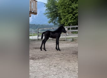 Icelandic Horse, Gelding, 2 years, 14 hh, Grey-Dark-Tan