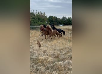 Icelandic Horse, Gelding, 2 years