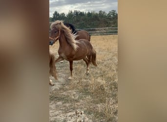 Icelandic Horse, Gelding, 2 years