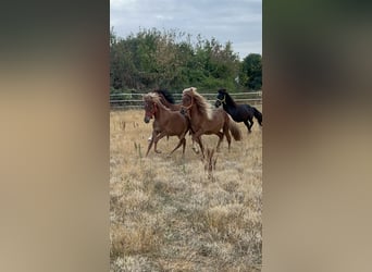 Icelandic Horse, Gelding, 2 years