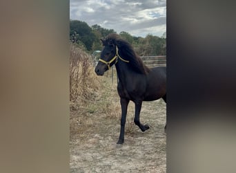 Icelandic Horse, Gelding, 2 years