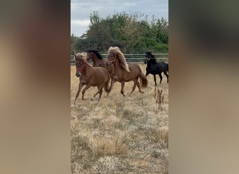 Icelandic Horse, Gelding, 2 years